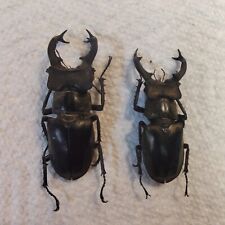 BEETLE, INSECT  Lucanidae: Lucanus sericeus sericeus x2 VIETNAM Stag Beetle, picture