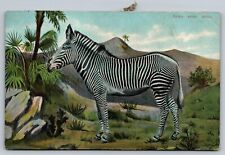 c1950's The Zebra Scene In The Forest Animal Unposted Vintage Postcard picture