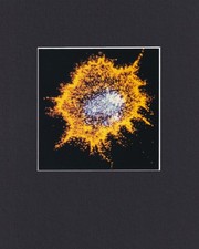 8X10" Matted Print Picture from Micrograph: Prion Proteins picture