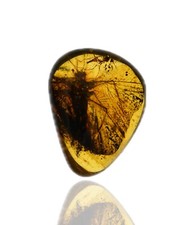 RARE Ascalaphidae (Owlfly), Fossil insect inclusion in Burmese Amber picture