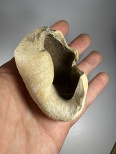 3” Fossil whale inner ear bone tympanic bulla Miocene picture