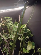Malayan Stick Insect x25 ova (P. serratipes) educational specimen picture