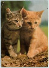 Postcard - Two Kitties picture