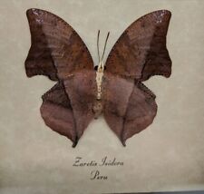 Real Brown Zaretis Isidora Versi Leaf Mimic Mounted Framed Butterfly Peruvian  picture