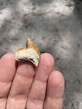 Absolute Killer Colored Bone Valley Florida Fossil Tiger Shark Tooth Meg Era picture