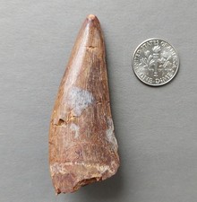 Triassic Phytosaur 62mm Fossil Tooth - Redonda Formation New Mexico picture