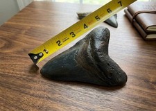 MEGALODON Stone Shark tooth Fossil 5" Huge Shark teeth MEGLODON picture