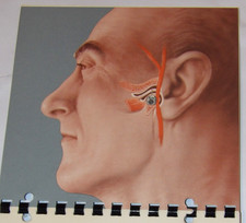 VINTAGE 1956 MERCK SHARP & DOHME MSD STEROID ADVERTISING BOOKLET ILLUSTRATED picture