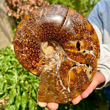 1.4LB Rare Natural Tentacle Ammonite FossilSpecimen Shell Healing Madagascar picture