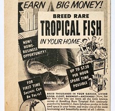 1954 Breed Rare Tropical Fish Advertisement Home Business Vintage DWF27 picture