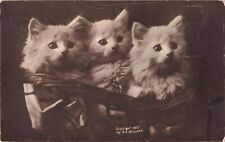 Three Cute White Cats Kittens A/S Bullard 1908 Postcard picture