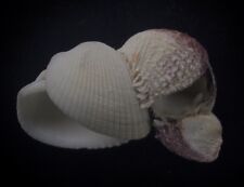seashell Anadara scapha WITH 2 ATTACHED Chama asperella 84mm F+++ picture