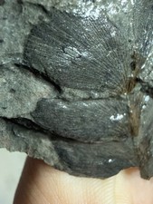 Archaeopteris Fossil Plant Double Sided Devonian Catskill Formation PA E 11 picture
