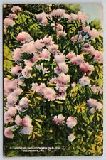 Pocono Mountains Pennsylvania Rhododendron Flowers DB Cancel WOB Postcard picture