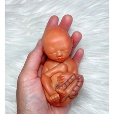 15 Weeks Baby Fetus, Stage of Fetal Development (Memorial/Miscarriage/Keepsake) picture