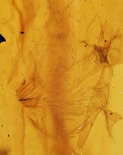 Rare Aves Bird Feather, Fossil Inclusion in Burmese Amber picture