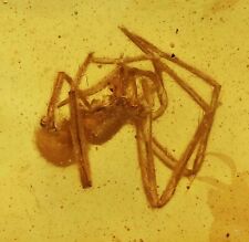 Detailed Araneae: Araneida (Spider), Fossil Inclusion in Burmese Amber picture