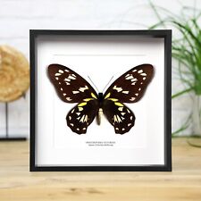 Queen Victoria's Birdwing Female Handcraft Entomology Taxidermy Butterfly Frame picture