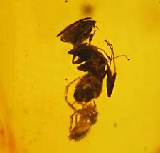 Spider attacking ant, Fossil Inclusion in Dominican Amber picture