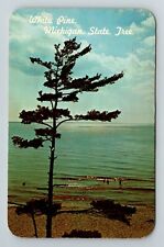 White Pine, Michigan State Tree, Along Lake Michigan  Vintage Souvenir Postcard picture