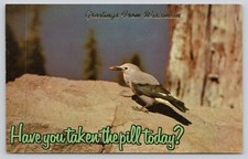 Humor Bird have You Taken The Pill Today? Chrome Postcard Posted picture