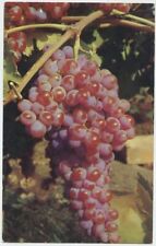 Red Emperor Grapes Table Grapes to Adorn Dining Tables Vintage Postcard picture