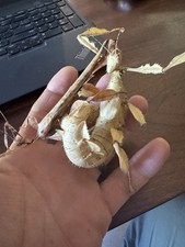 Macleay's Spectre (Extatosoma tiaratum) Spiny leaf/ stick insect 50 ova /eggs picture