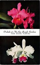 Vero Beach FL-Florida, Orchids McKee Jungle Gardens, Vintage Postcard picture