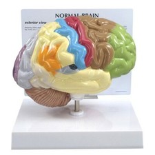 Brain Half Sectioned Anatomical Model GPI LFA #2950 SEE VIDEO Make Us an Offer picture