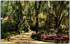Postcard - Beautiful Hydrangeas framed with Spanish Moss - Florida picture