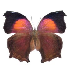 Salamis cacta ONE REAL BUTTERFLY AFRICA UNMOUNTED WINGS CLOSED picture