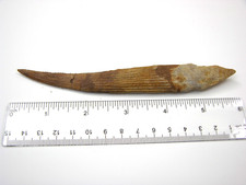 Hybodus Cretaceous Jurassic Shark dorsal fin spine fossil RARE 6 " hy3 picture