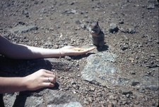Color Wildlife Slide Small Rodent Human Animal Interaction Outdoor Scene picture