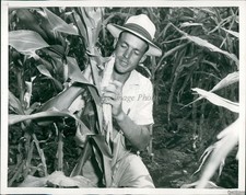 1953 A Baltensperger State Of Tx Agronomist Drought Corn Historic Photo 7x9 picture