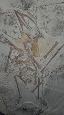 DINOSAUR FOSSIL PTEROSAUR Sinopterus dongii Museum Quality Over 90% Genuine picture