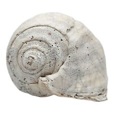LOBATUS STROMBUS GALEATUS Seashell Shell with Sponge Boring Holes all over 7x5