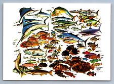 Postcard Vtg Florida 101 Fish Of The South Atlantic Ocean Coast 4x6 picture