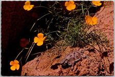 Postcard: Horned Toad and Desert Poppies in Southwestern USA A188 picture