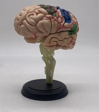 Vintage Teaching model, human brain, plastic, movable parts, colorized Anatomy picture