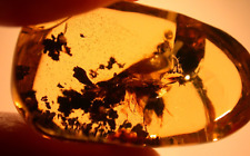 Large Termite with Ancient Methane Bubble in Dominican Amber Fossil Gemstone picture