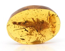 Rare Extinct Elcanidae (Grasshopper), Fossil Inclusion in Burmese Amber picture