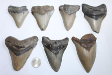 MEGALODON Shark Tooth Fossils No Repair Natural LOT OF 7 BEAUTIFUL TEETH picture