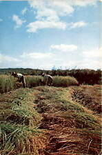 Ancient Korean rice harvesting: tradition, community, hard work. postcard picture