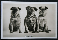 GRIFFON BRUXELLOIS  Vintage 1930's Photo Card  WC24M picture