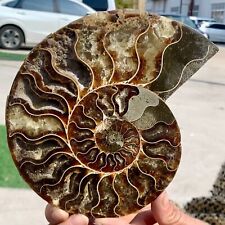 1.32LB Rare Natural Tentacle Ammonite FossilSpecimen Shell Healing Madagascar picture
