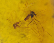 Super RARE Cretaceous Mating Flies in Burmese Amber Fossil Dinosaur Age picture