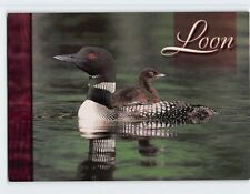 Postcard Common Loon picture
