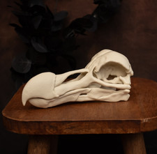 Dodo Skull Replica Life Size Extinct Bird Fossil Skull Natural History Model picture