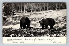 Yellowstone National Park, Wild Bear, Vintage c1908 Postcard picture