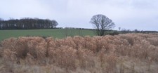 Photo 6x4 Biofuel crop Harpham c2017 picture